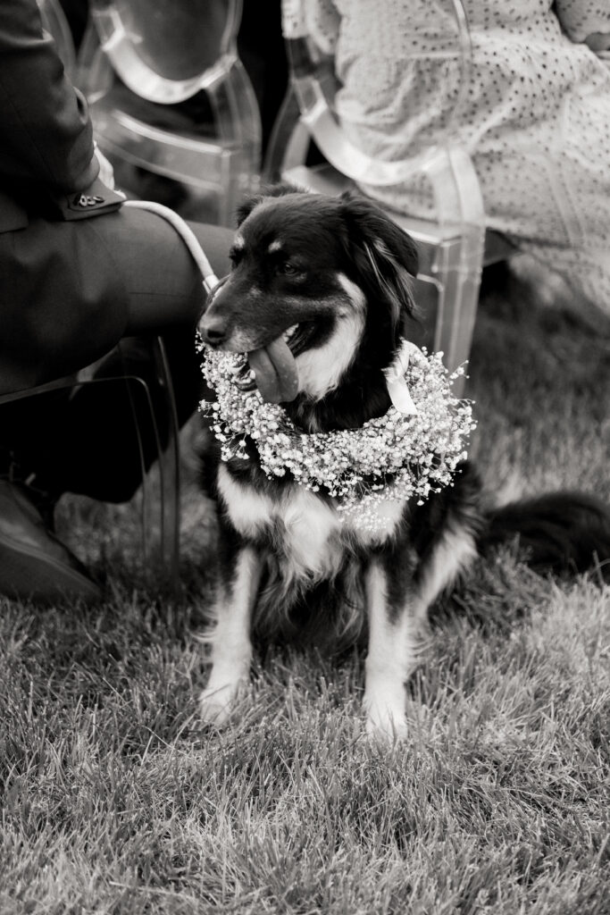 Dog Collars for Wedding Inspiration